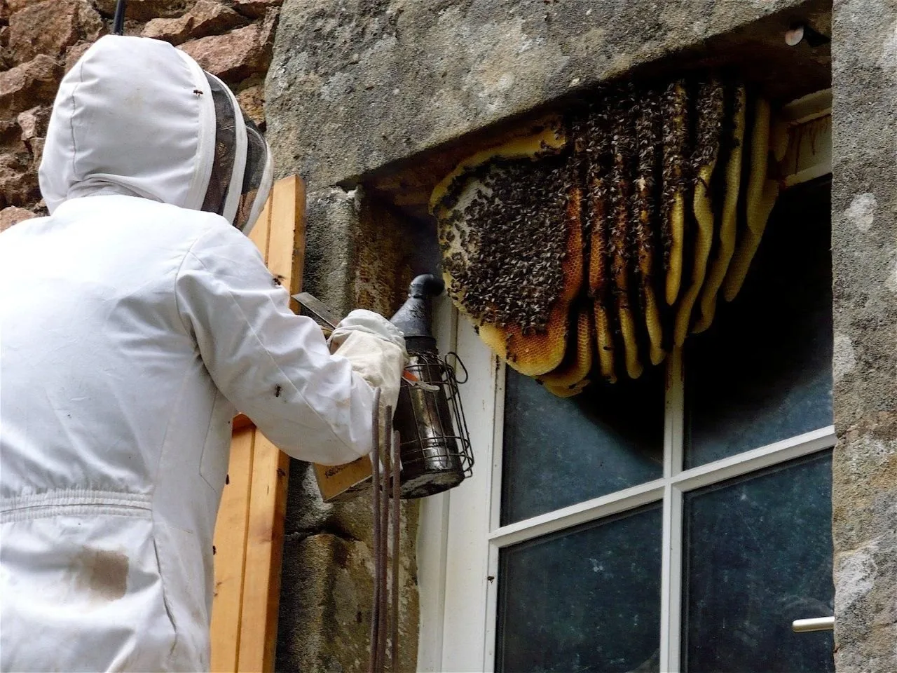 Honey Bee Removal