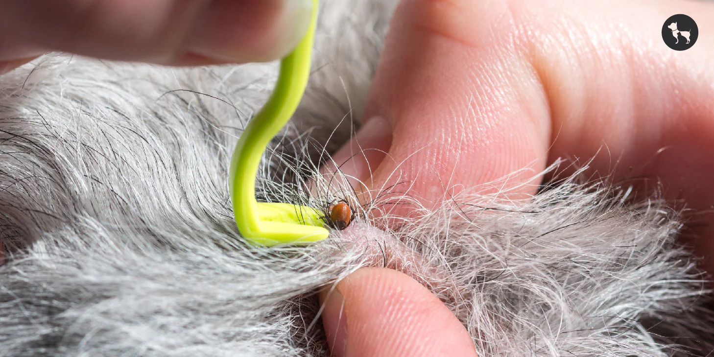 Ticks Treatment