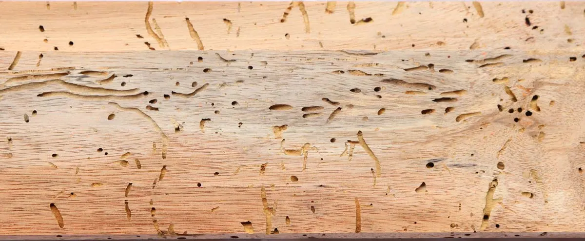 Wood Borer Treatment